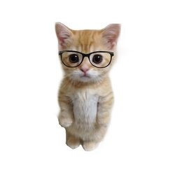 PHDKitty