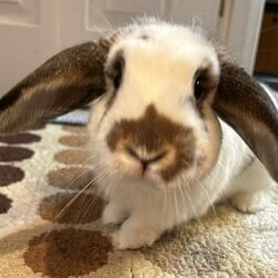 Solport Tom's bunny Lola