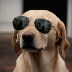 The Crypto Dog