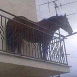 year of the horse